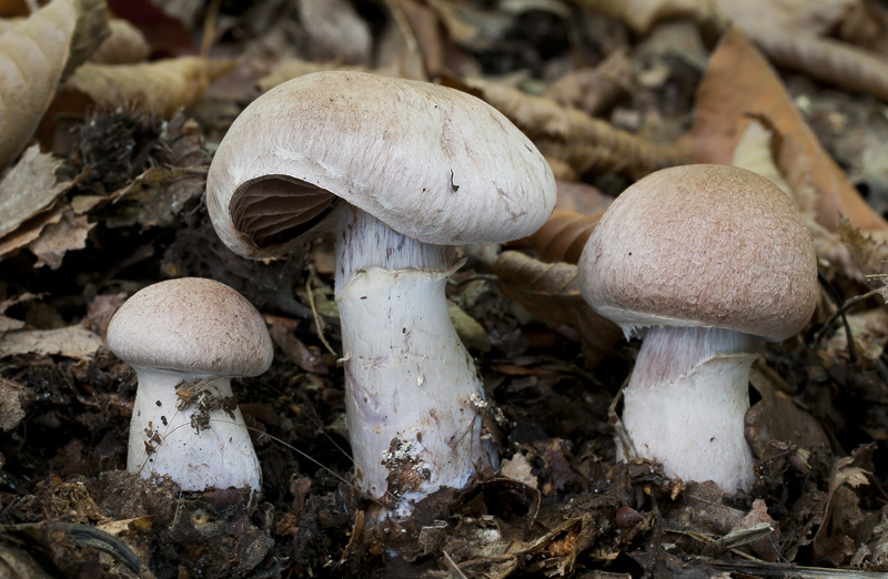 Cortinarius torvus